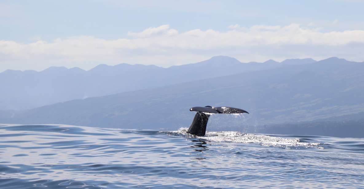 Horta: Whale and Dolphin Watching Expedition - Marine Biologist Guides