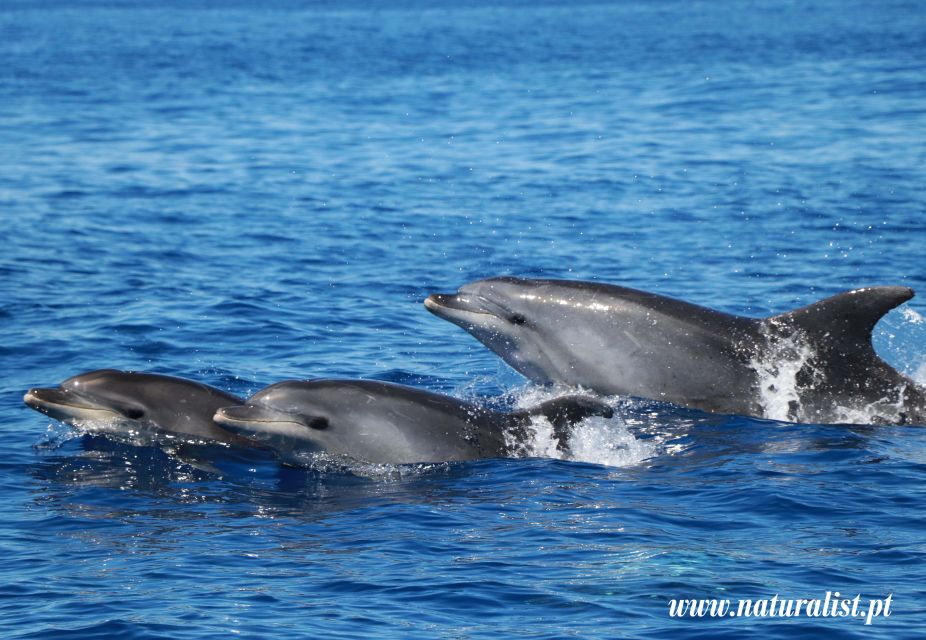 Horta: Whale and Dolphin Watching Expedition - Cetacean Species Sightings