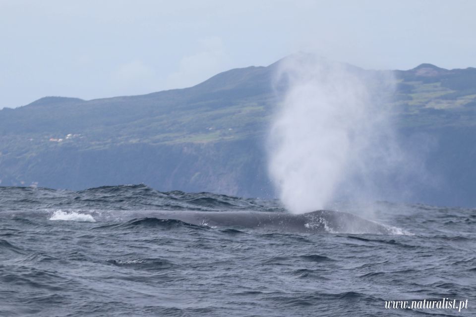 Horta: Whale and Dolphin Watching Expedition - Tour Duration and Timing