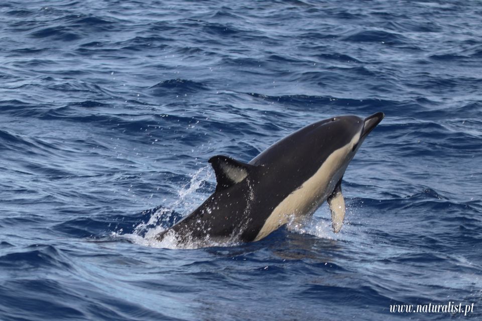 Horta: Whale and Dolphin Watching Expedition - Whats Included in the Tour