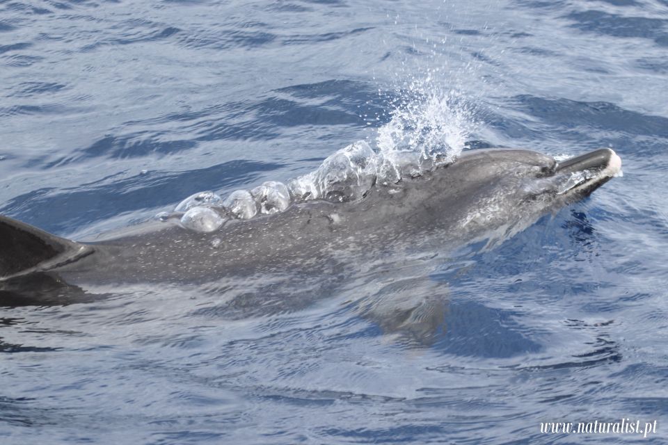 Horta: Whale and Dolphin Watching Expedition - Tour Exclusions and Restrictions