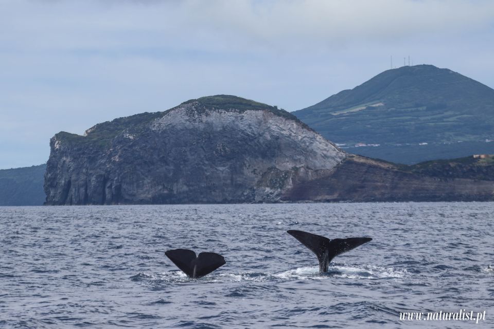 Horta: Whale and Dolphin Watching Expedition - Booking and Availability