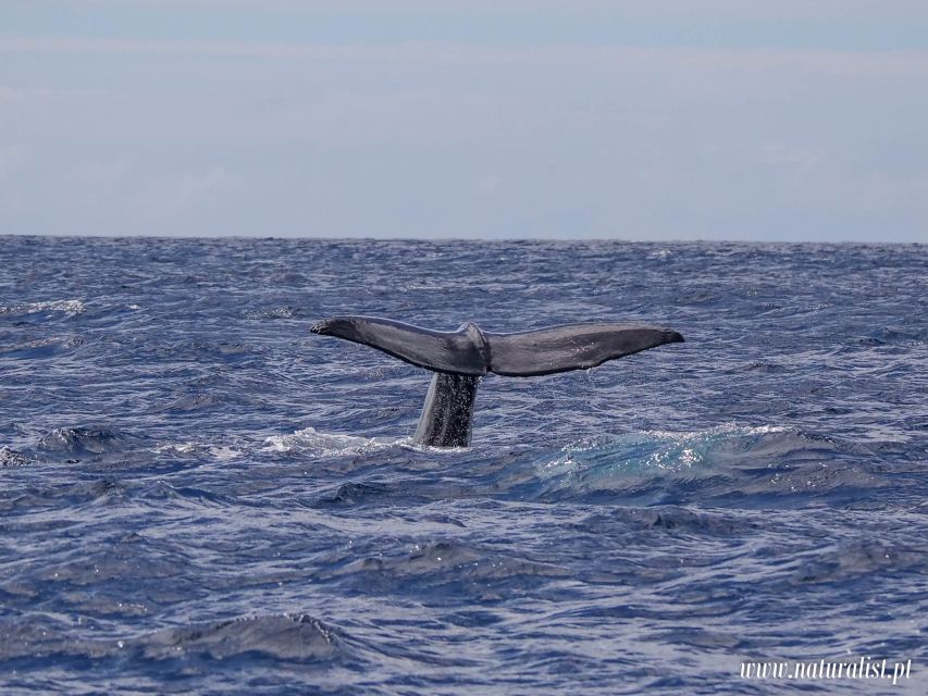 Horta: Whale and Dolphin Watching Expedition - Azores Island Exploration