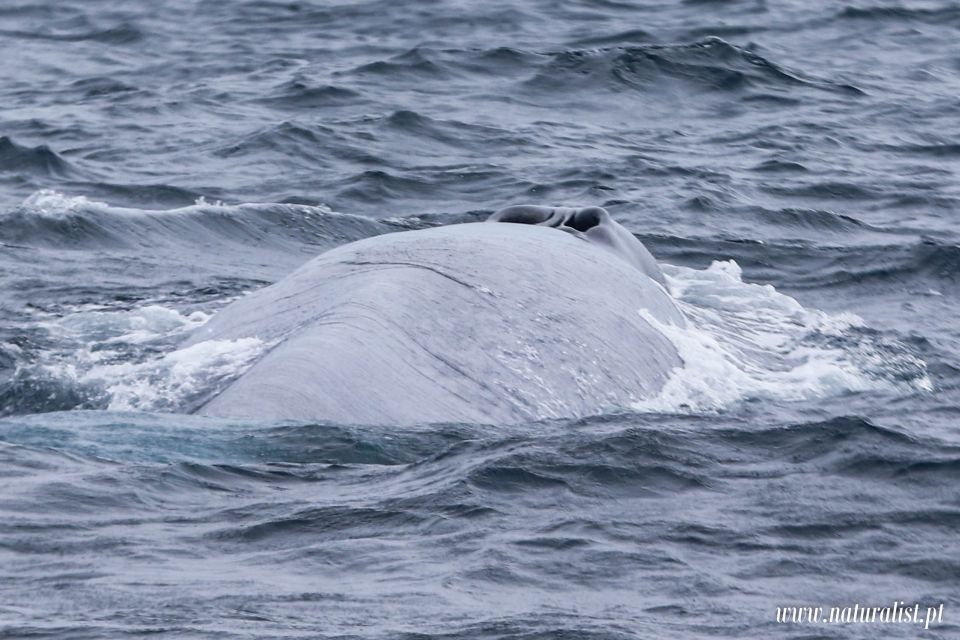 Horta: Whale and Dolphin Watching Expedition - Frequently Asked Questions