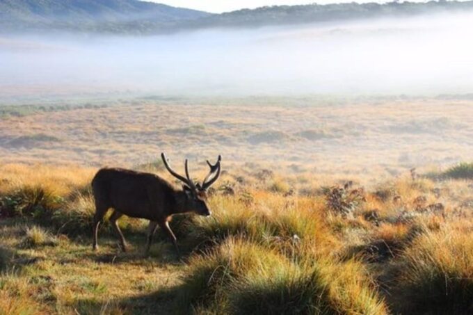 Horton Plains: Discover Real Essence of Central Highland - Trekking Around Horton Plains