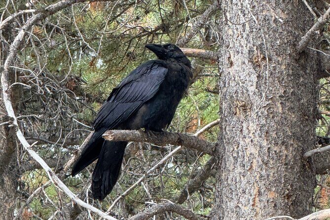 Hot Springs and Geysers Private Tour - The Allure of a Private Yellowstone Tour