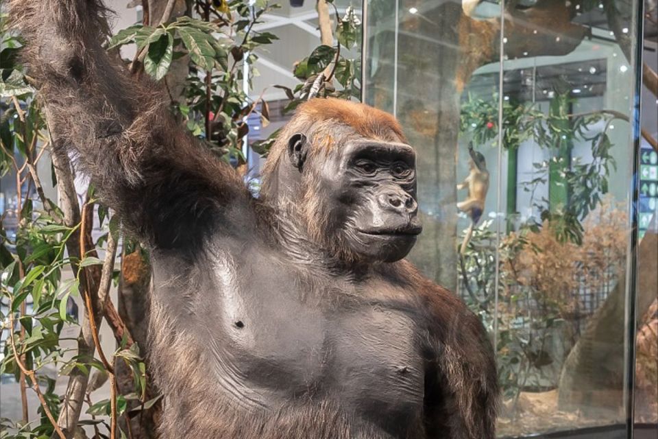Houston: Museum of Natural Science General Admission Ticket - Plan Your Visit