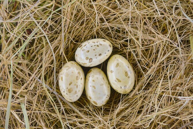 Houston Museum of Natural Science Private Tour with Tickets - An In-Depth Look at the Experience