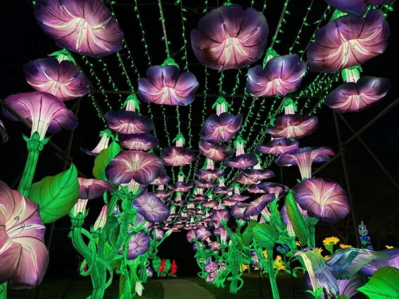 Houston: Radiant Nature Winter Light Show Tickets - Who Will Love This Experience?