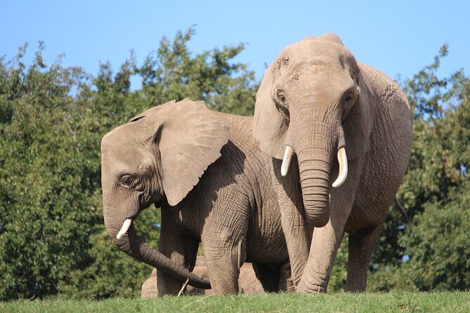 Howletts Day Ticket - FAQ