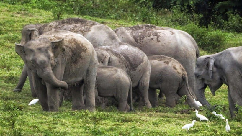HUA HIN : Kui Buri Elephant Safari Tour (Private 2 or 3 Pax) - Tour Overview and Pricing