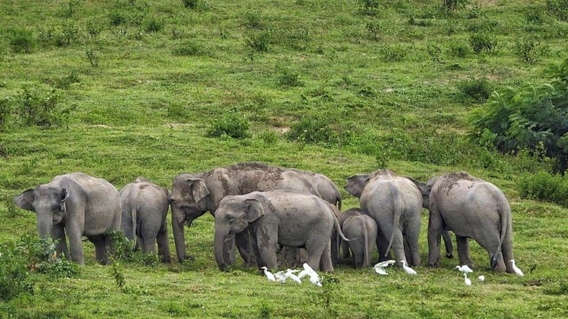 HUA HIN : Kui Buri Elephant Safari Tour (Private 2 or 3 Pax) - Wildlife Experience