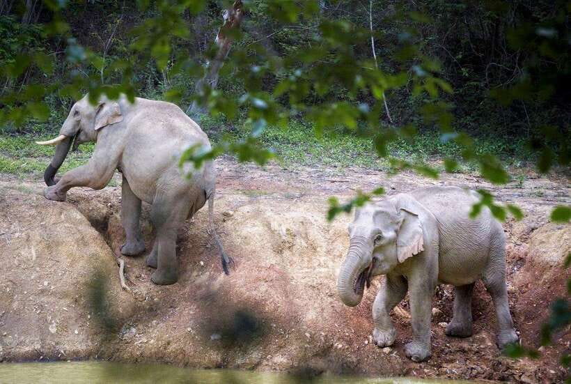 HUA HIN : Kui Buri Elephant Safari Tour (Private 2 or 3 Pax) - Preparing for the Safari