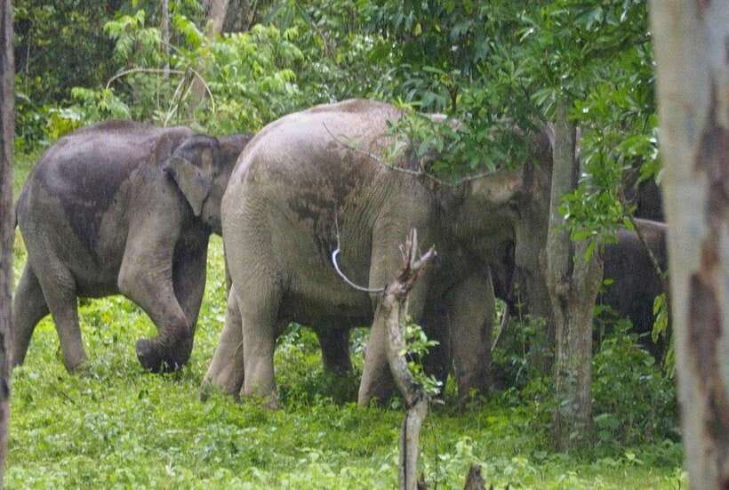 HUA HIN : Kui Buri Elephant Safari Tour (Private 2 or 3 Pax) - Frequently Asked Questions
