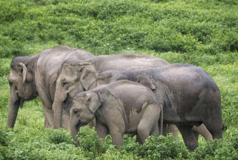 HUA HIN : Kui Buri Wild Elephant Watching (Private 4 Pax Up) - Itinerary Details