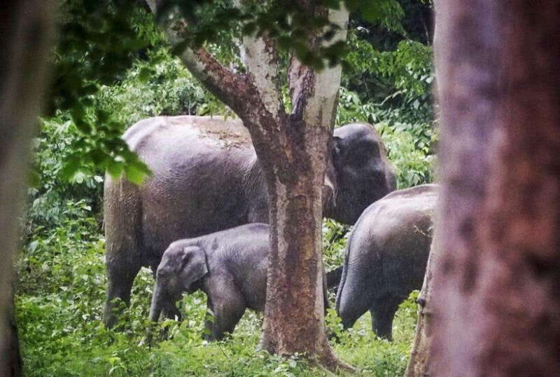 HUA HIN : Kui Buri Wild Elephant Watching (Private 4 Pax Up) - Inclusions and Exclusions
