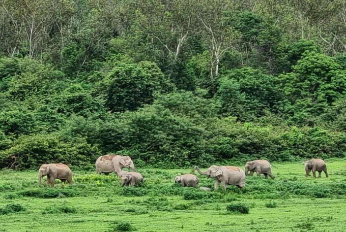 HUA HIN : Kui Buri Wild Elephant Watching (Private 4 Pax Up) - Frequently Asked Questions