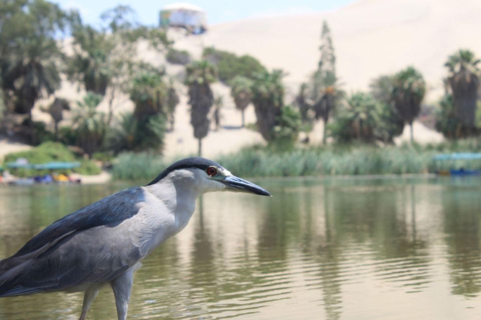 Huacachina: Private Transport Tour With Pisco Tasting & Sunset - Inclusions and Amenities