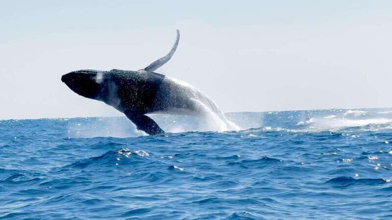 Huatulco: Awakening with Stars Dolphins Boat Cruise - The Experience Provider