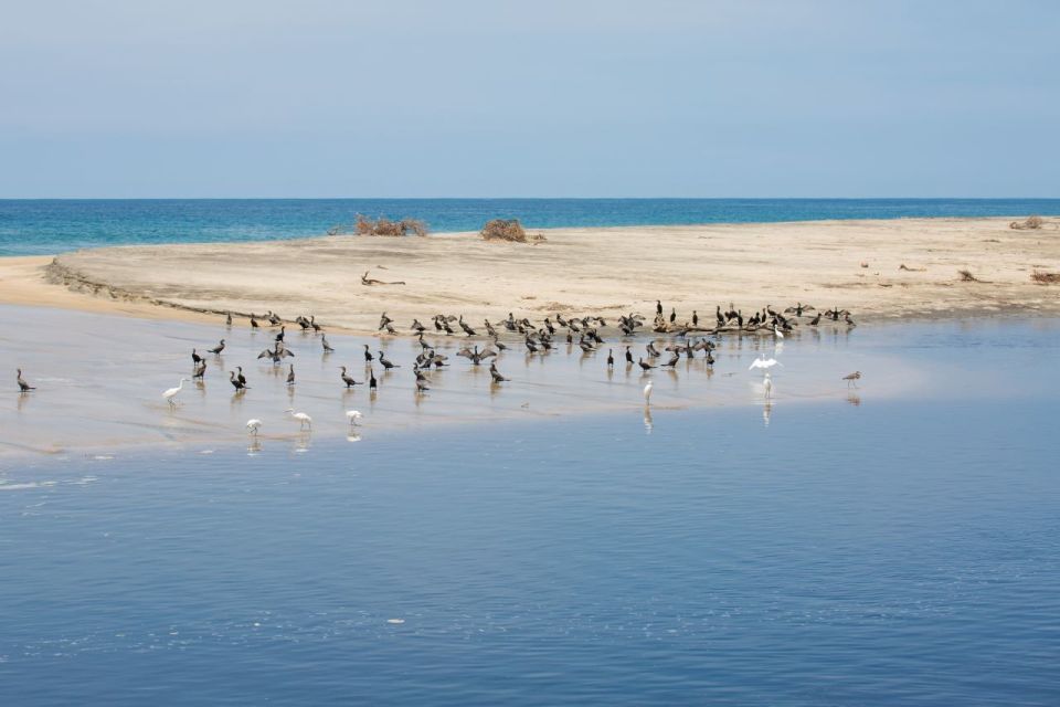 Huatulco: Crocodile & Turtle Ecotour - Key Points