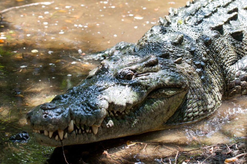 Huatulco: Crocodile & Turtle Ecotour - Zipolite Beach Visit