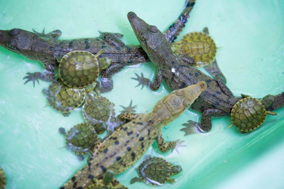 Huatulco: Crocodile & Turtle Ecotour - Estacahuite Beach Swim