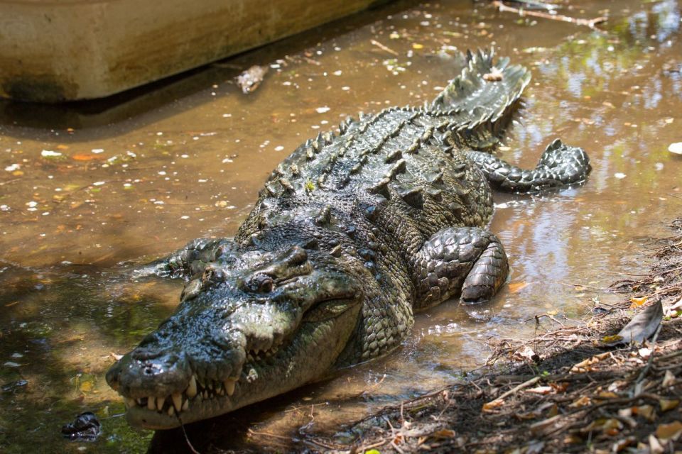 Huatulco: Crocodile & Turtle Ecotour - Panga Boat Tour