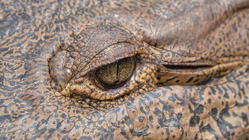 Huatulco: Ecotour with Crocodiles & migrating birds - Why This Tour Works Best for You  