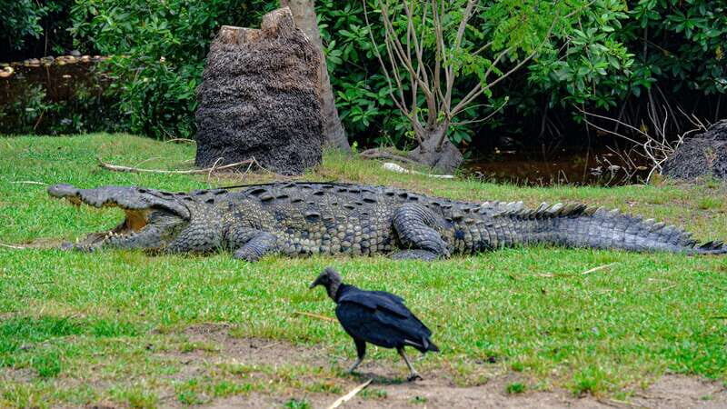 Huatulco: Ecotour with Crocodiles & migrating birds - The Sum Up  