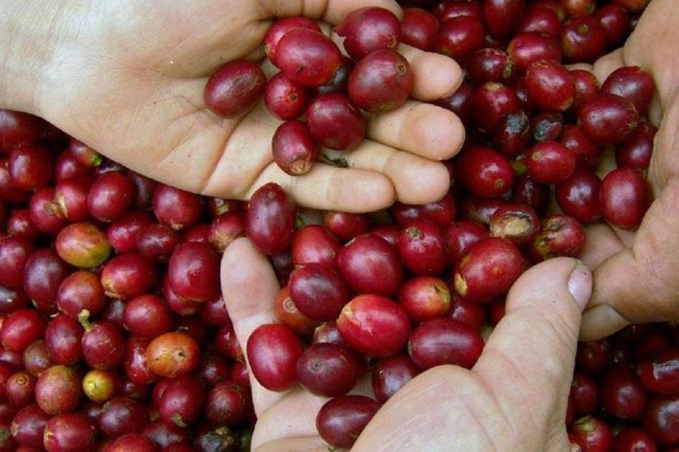 Huatulco: Local Coffee Tasting and Cultural Experience - Taste Locally-Sourced Oaxacan Coffee