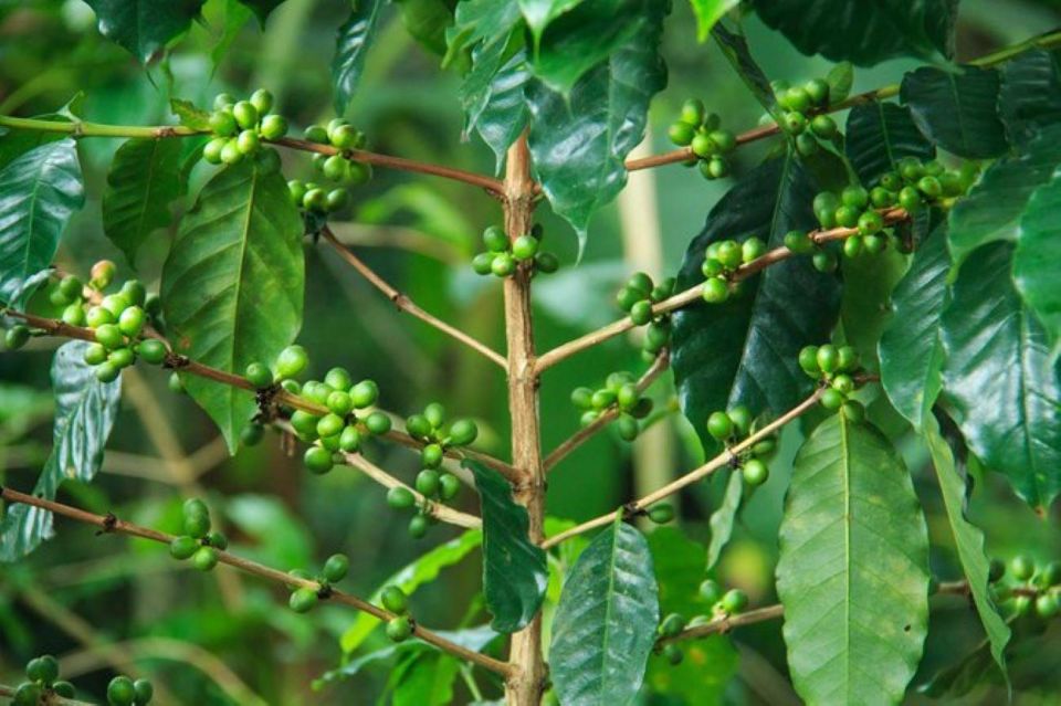 Huatulco: Local Coffee Tasting and Cultural Experience - Flexible Cancellation Policy