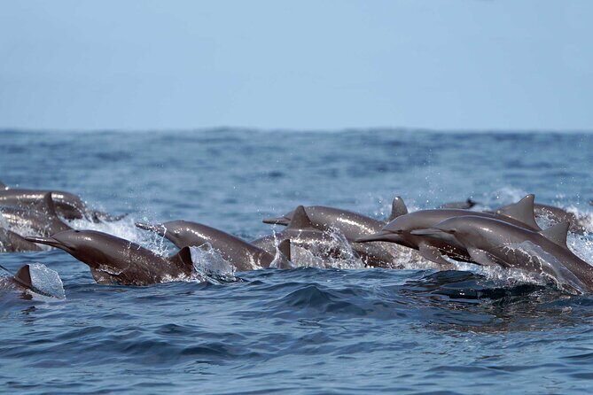 Huatulco Ocean, Bays & Coral Reef Snorkeling Adventures - The Sum Up