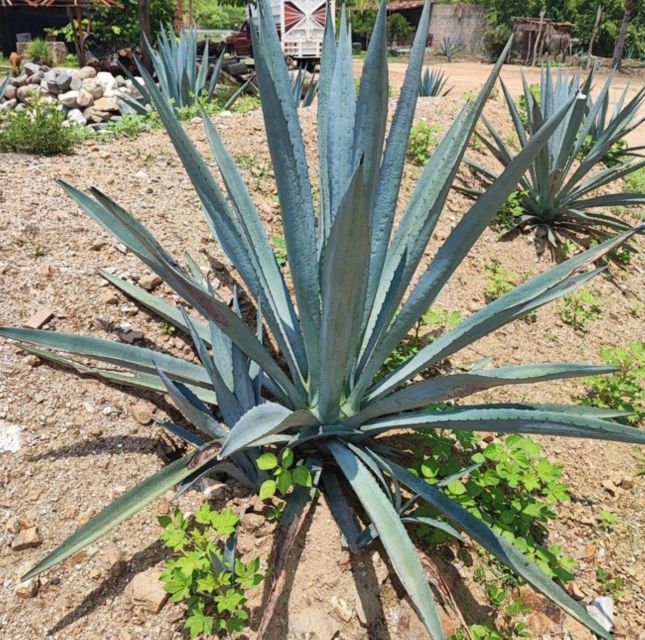 Huatulco: Private Mezcal Factory Experience - Tasting Local Chocolate and Bread