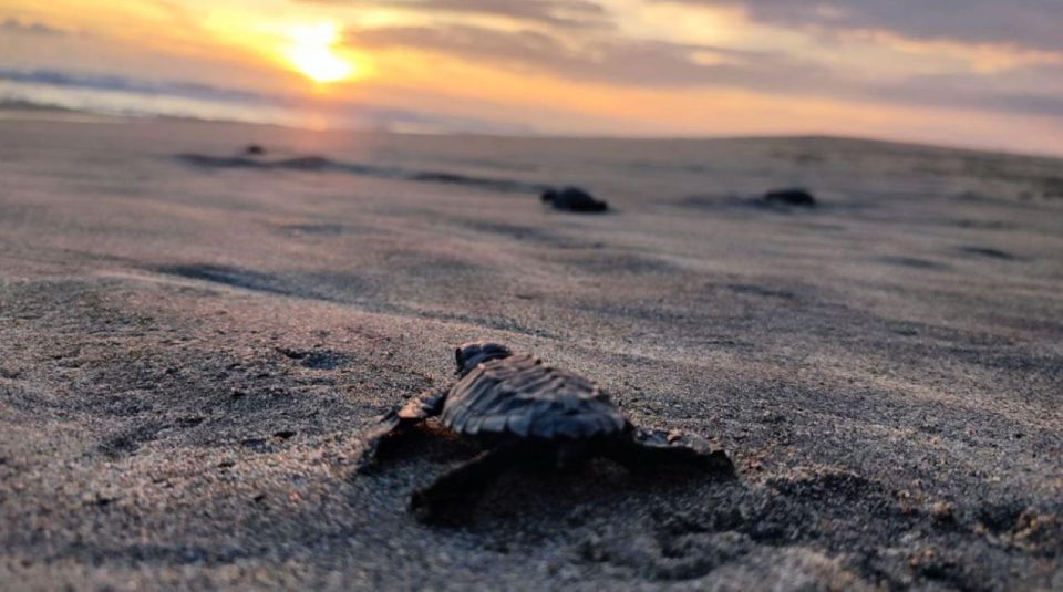 Huatulco: Private Turtle Release Experience - Key Points