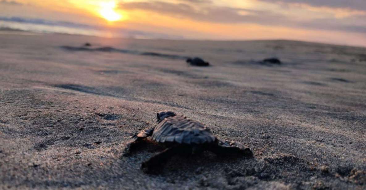 Huatulco: Private Turtle Release Experience - Inclusions