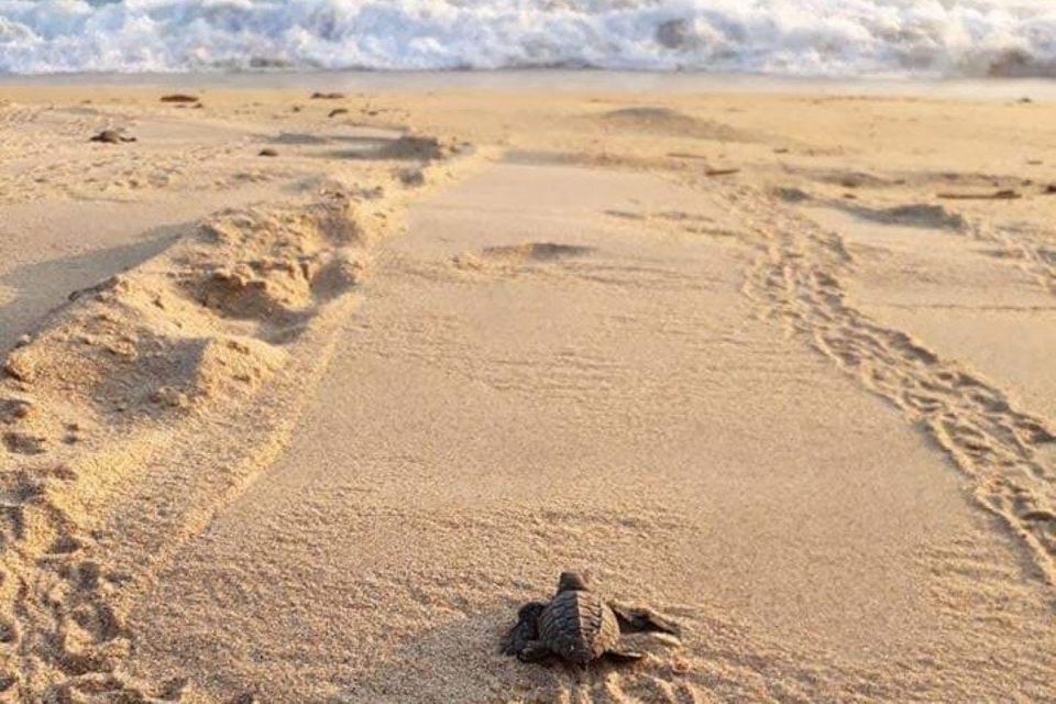 Huatulco: Private Turtle Release Experience - What to Expect