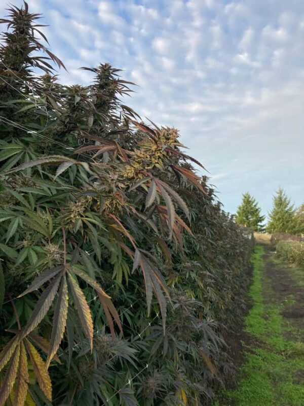 Humboldt County: Cannabis Farm Tour with Dispensary Visit - Who Will Love This Tour?