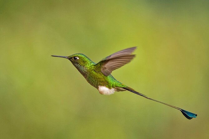 HUMMINGBIRD EXPEDITION - Searching for the Cloud Forest Jewels. - Flexible Booking Options