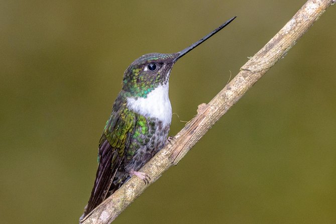 Hummingbirds of Colombia Mini Tour. 3d/2n - Tour Overview