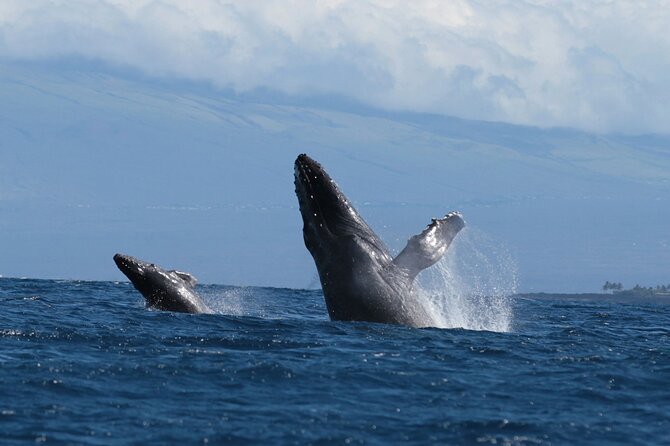 Humpback Whale and Dolphin Watch in Kona - Tour Requirements and Recommendations