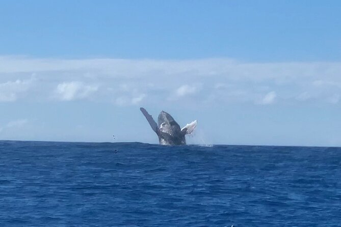 Humpback Whale and Dolphin Watch in Kona - Dolphin Encounters