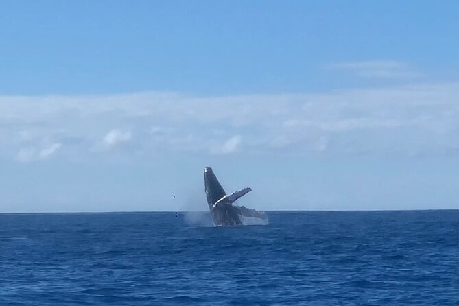 Humpback Whale and Dolphin Watch in Kona - Onboard Amenities