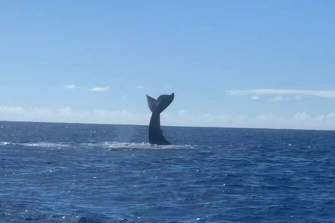 Humpback Whale and Dolphin Watch in Kona - Customer Feedback and Ratings