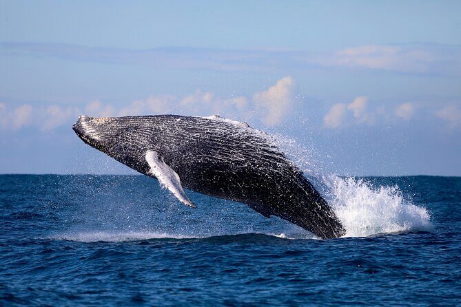 Humpback Whale Encounter Tour from Newcastle - An In-Depth Look at the Experience