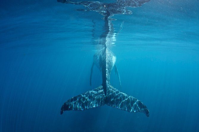 Humpback Whale Safari - The Details: How the Day Unfolds