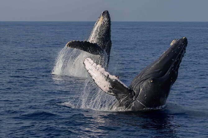 Humpback Whale Watch Tour - Key Points