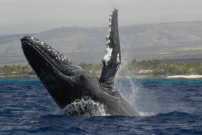 Humpback Whale Watch Tour - What to Expect During the Tour