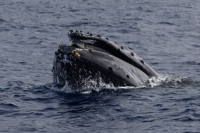 Humpback Whale Watch Tour - Pricing and Value