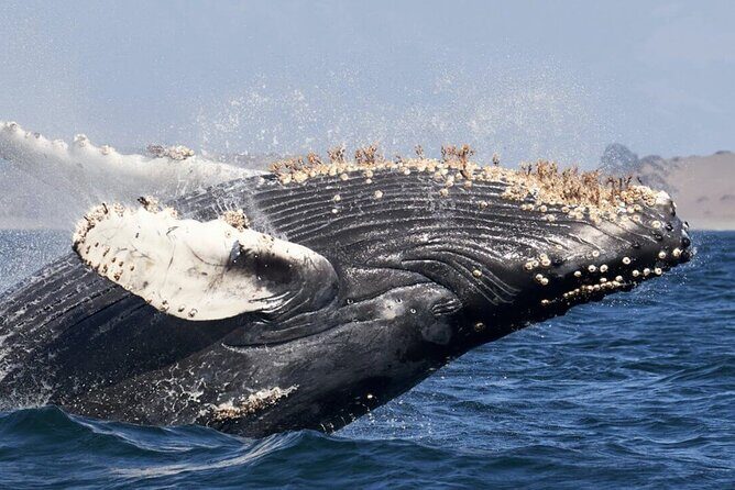 Humpback Whale Watching and Cabo San Lucas Arch Tour - An In-Depth Look at the Tour Experience