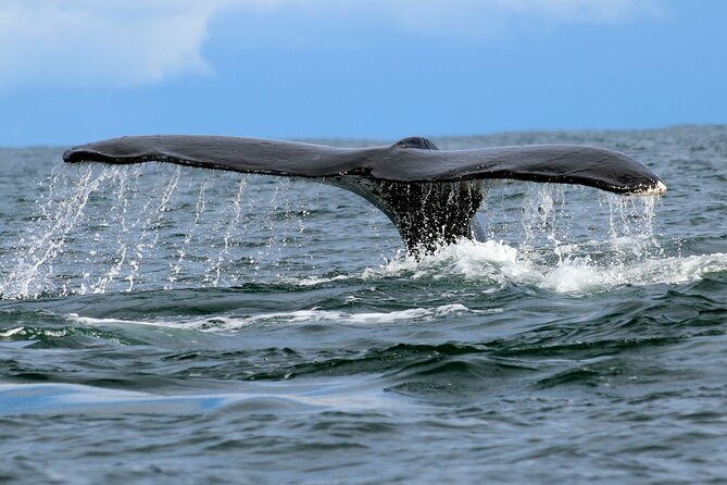 Humpback Whale Watching in Bahia Málaga, Colombia - Meeting and End Points